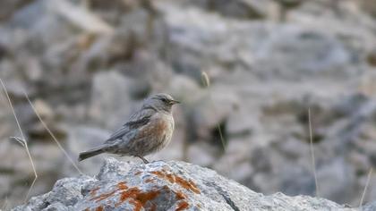 Alpine Accentor