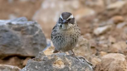 Sürmeli dağbülbülü