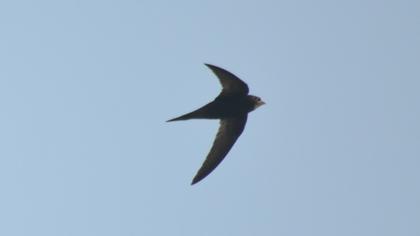 Common Swift