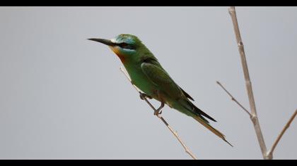 Blue-cheeked Bee-eater