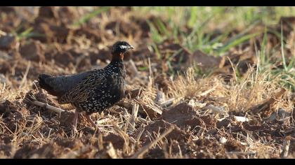 Black Francolin