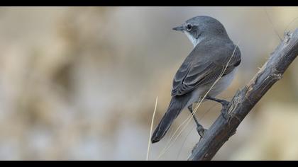 Lesser Whitethroat