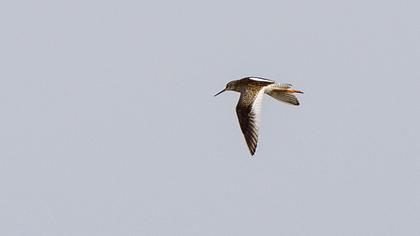 Common Redshank
