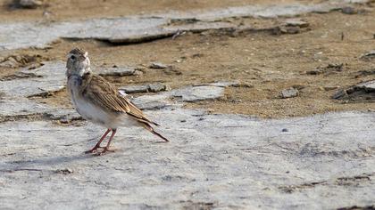 Greater Short-toed Lark