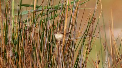 Dikkuyruklu ötleğen