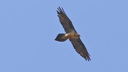 Bearded Vulture
