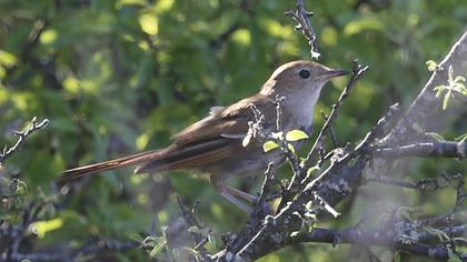 Common Nightingale