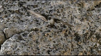 Eurasian Crag Martin