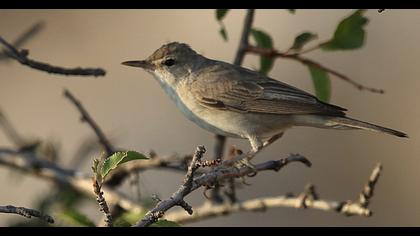 Upcher`s Warbler