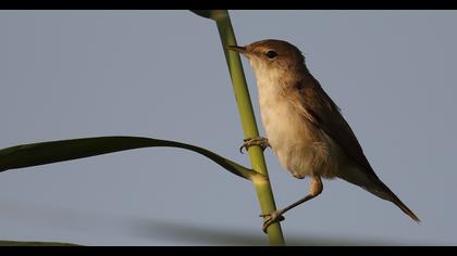 Eurasian Reed Warbler