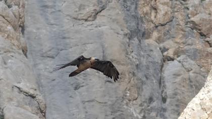 Bearded Vulture