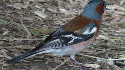 Common Chaffinch