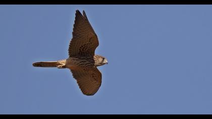 Lesser Kestrel