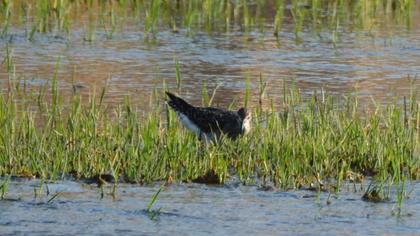 Wood Sandpiper