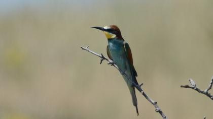 European Bee-eater