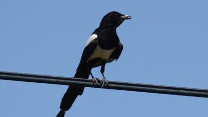Eurasian Magpie