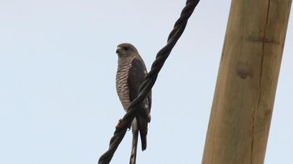 Levant Sparrowhawk