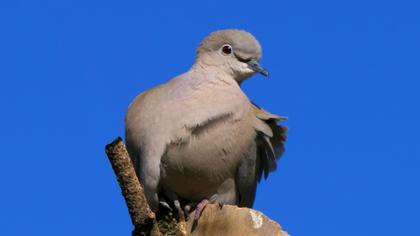 Eurasian Collared Dove
