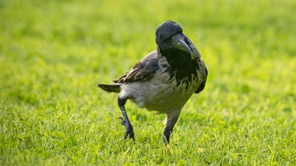 Hooded Crow