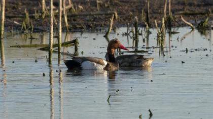 Red-crested Pochard