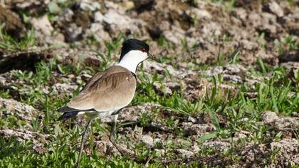 Spur-winged Lapwing