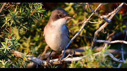 Sardinian Warbler