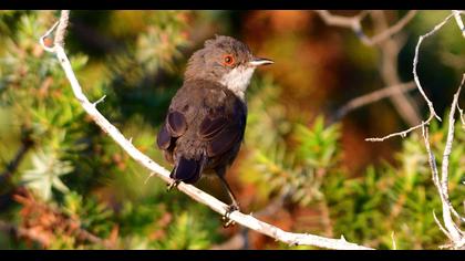 Sardinian Warbler