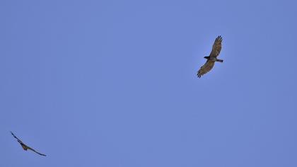 Short-toed Snake Eagle