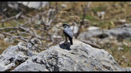 Western Rock Nuthatch