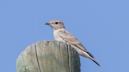 Isabelline Wheatear