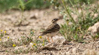 Greater Short-toed Lark
