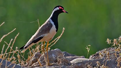 Red-wattled Lapwing