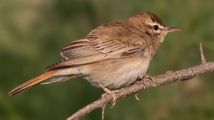 Rufous-tailed Scrub Robin