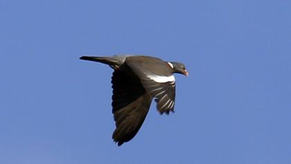 Common Wood Pigeon