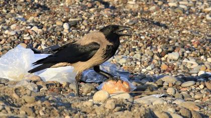 Hooded Crow