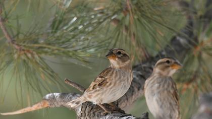 Rock Sparrow