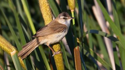 Paddyfield Warbler