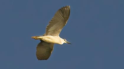 Black-crowned Night Heron