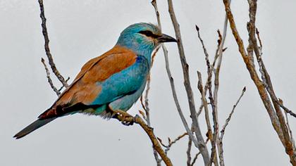 European Roller