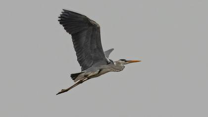 Grey Heron