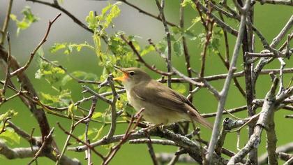 Marsh Warbler