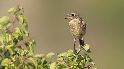 European Stonechat