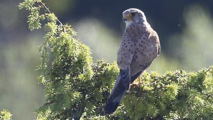 Common Kestrel