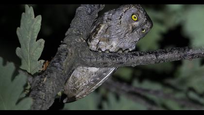 Eurasian Scops Owl