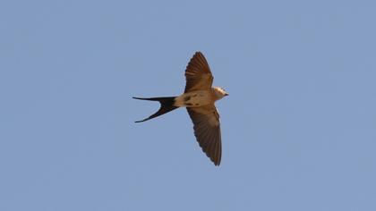Red-rumped Swallow