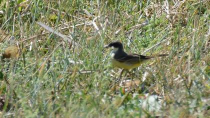 Western Yellow Wagtail