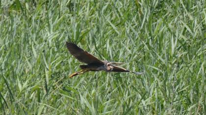 Purple Heron
