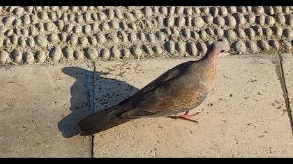Laughing Dove