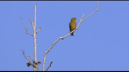 European Greenfinch