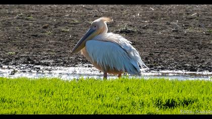 Great White Pelican